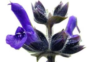 Ada çayı