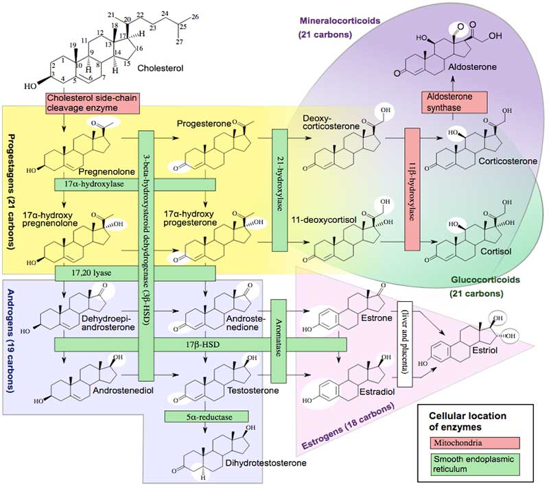 Adrenal Yetmezlik Belirtileri Primer Adrenal Yetmezlik ve Sekonder Adrena Yetmezlik
