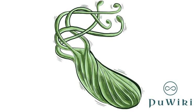 Helicobacter pylori nedir tedavisi ne kadar sürer