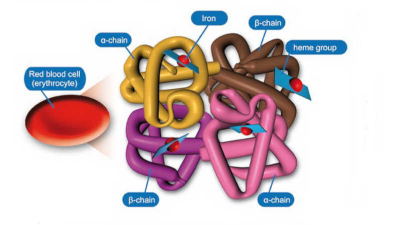 Молекула гемоглобина. Схема строения гемоглобина. Структура молекулы гемоглобина. Схема молекулы гемоглобина. Состав гемоглобина схема.