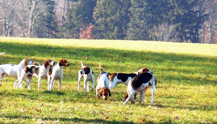 Rüyada köpek görmek Rüyada evde köpek görmek dini yorum