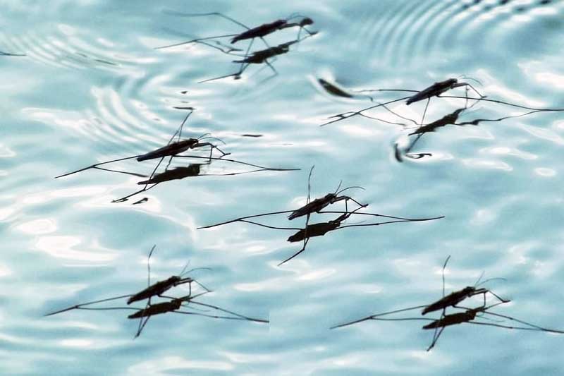 Sivrisineklerden bulaşan dengue hastalığı nedir Sivrisinek korona bulaşırmı