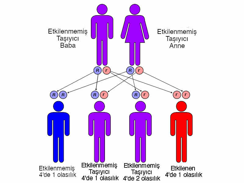Akdeniz Ateşi Nedir