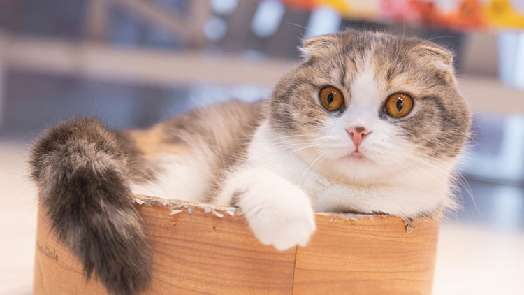 Kedilerde Göz Akıntısı Yaşarması Nedenleri ve Tedavisi - Selmasultan